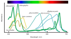 Absorption-Spectrum-of-Various-Plant-Pigments-Source-Lincoln-Taiz-et-al-Plant.png