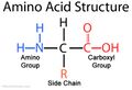 Amino Acid Structure.jpg