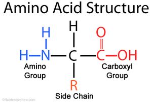 Amino Acid Structure.jpg